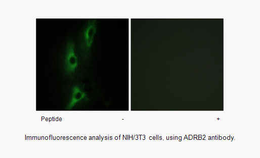 Product image for ADRB2 Antibody