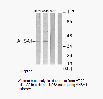 Product image for AHSA1 Antibody