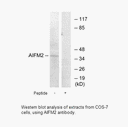 Product image for AIFM2 Antibody