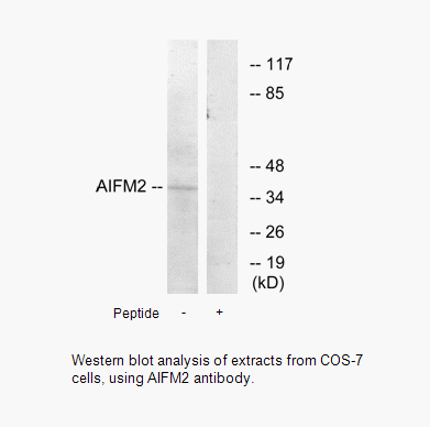 Product image for AIFM2 Antibody