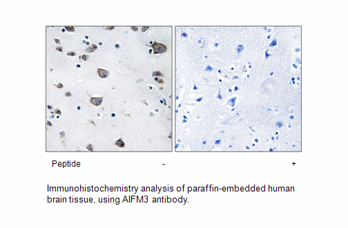 Product image for AIFM3 Antibody