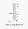 Product image for AIM2 Antibody