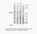 Product image for API-5 Antibody