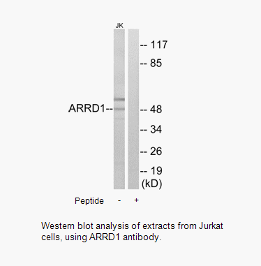 Product image for ARRD1 Antibody
