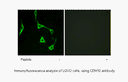 Product image for CDH10 Antibody