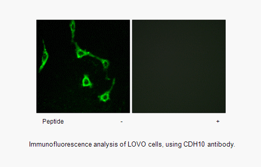 Product image for CDH10 Antibody