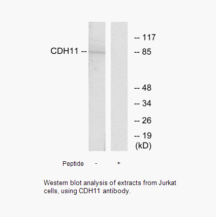 Product image for CDH11 Antibody