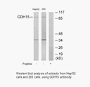 Product image for CDH15 Antibody