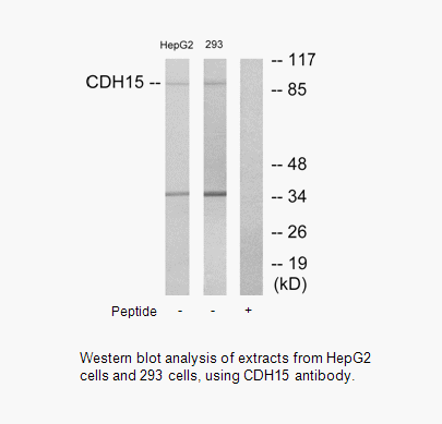 Product image for CDH15 Antibody