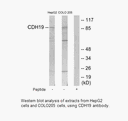 Product image for CDH19 Antibody