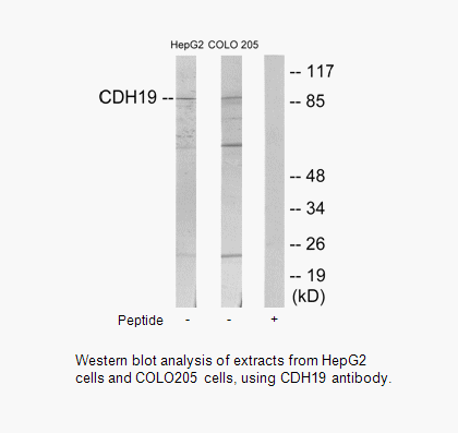 Product image for CDH19 Antibody