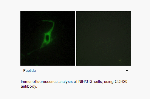 Product image for CDH20 Antibody