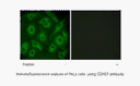 Product image for CDH23 Antibody