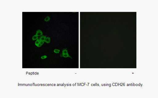Product image for CDH26 Antibody