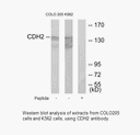 Product image for CDH2 Antibody