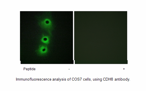 Product image for CDH8 Antibody