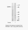 Product image for CDH8 Antibody
