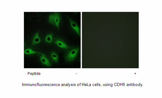 Product image for CDH9 Antibody