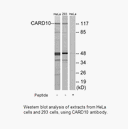Product image for CARD10 Antibody