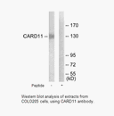 Product image for CARD11 Antibody
