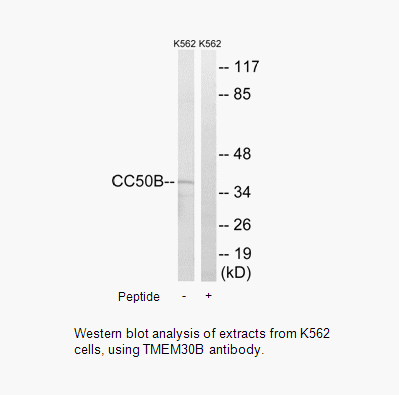 Product image for TMEM30B Antibody