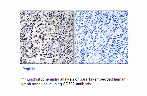 Product image for CD302 Antibody