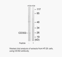 Product image for CD302 Antibody