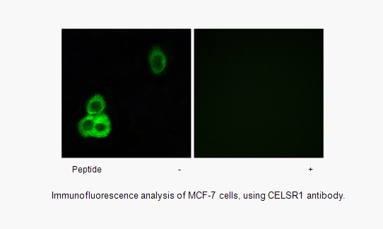 Product image for CELSR1 Antibody