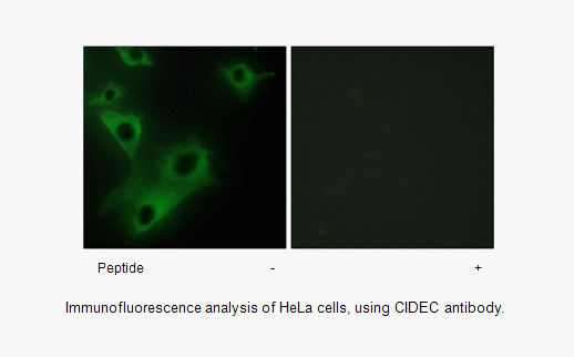 Product image for CIDEC Antibody