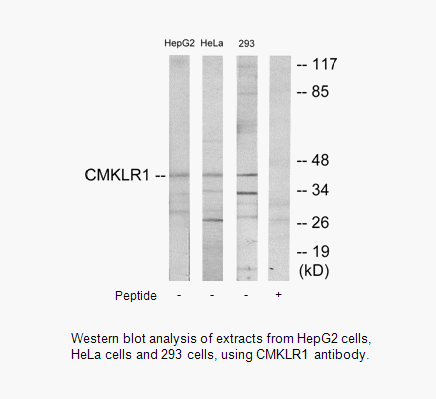 Product image for CMKLR1 Antibody