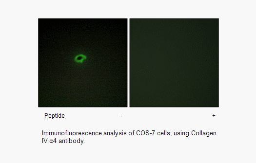 Product image for Collagen IV &alpha;4 Antibody