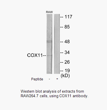 Product image for COX11 Antibody