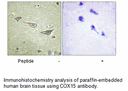 Product image for COX15 Antibody