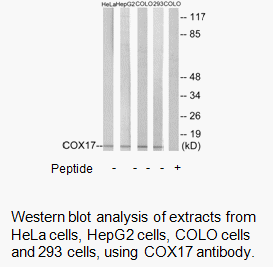 Product image for COX17 Antibody