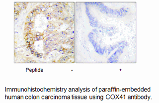 Product image for COX41 Antibody