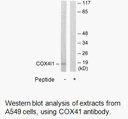 Product image for COX41 Antibody