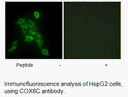 Product image for COX6C Antibody