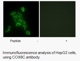 Product image for COX6C Antibody