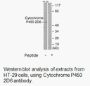 Product image for Cytochrome P450 2D6 Antibody