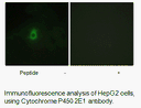 Product image for Cytochrome P450 2E1 Antibody