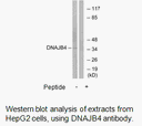 Product image for DNAJB4 Antibody