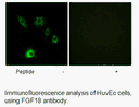 Product image for FGF18 Antibody