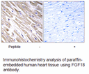 Product image for FGF18 Antibody