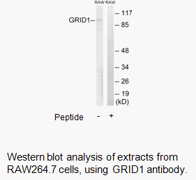 Product image for GRID1 Antibody