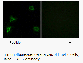 Product image for GRID2 Antibody