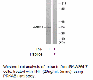 Product image for PRKAB1 Antibody