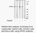 Product image for AIFM1 Antibody