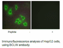 Product image for BCLW Antibody