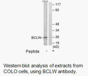 Product image for BCLW Antibody