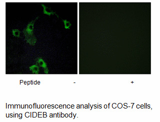 Product image for CIDEB Antibody
